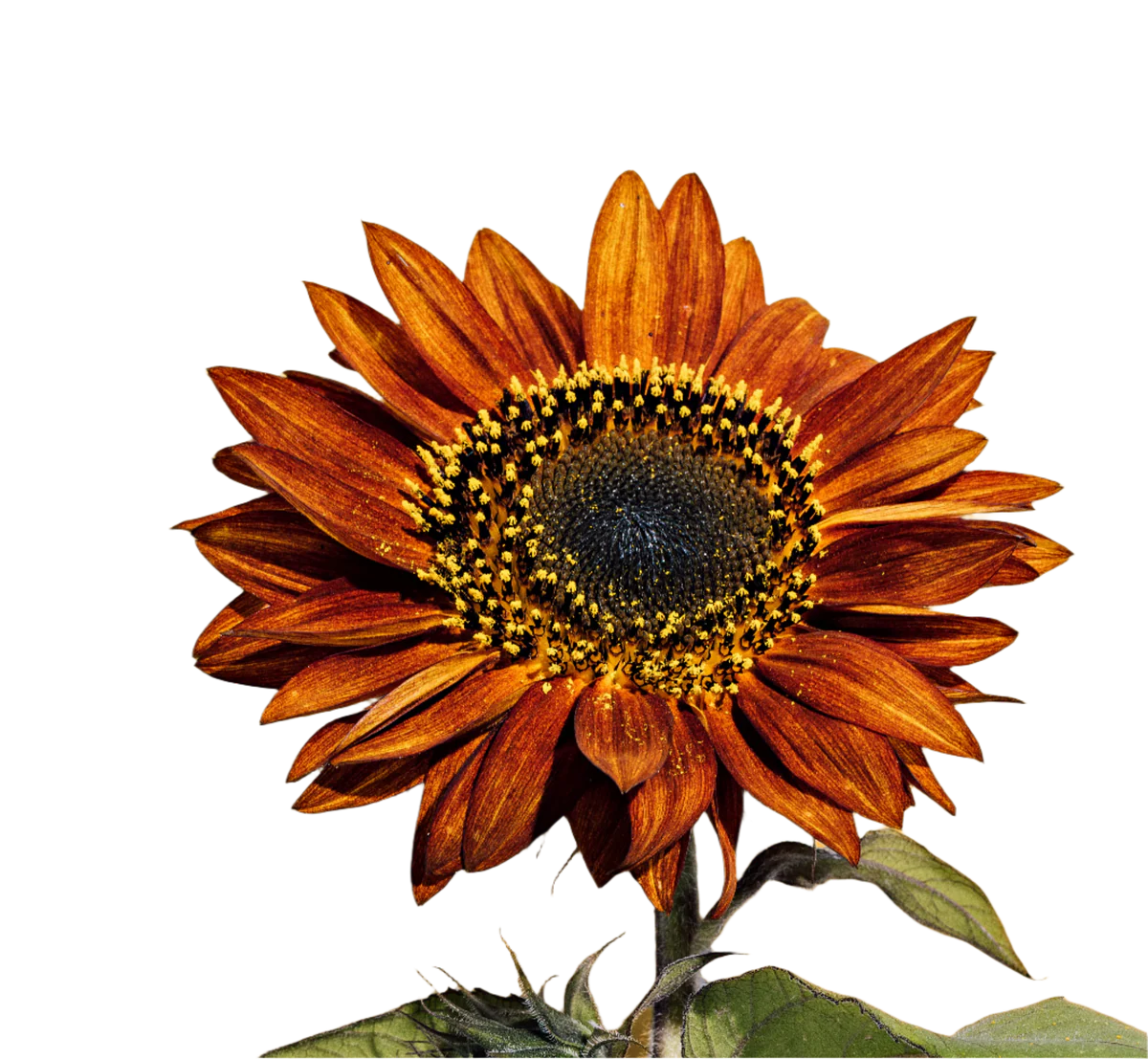 Grow Your Sustainable Garden Oasis